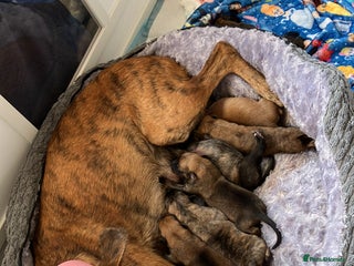 Mixed Breed dogs - Advert 3