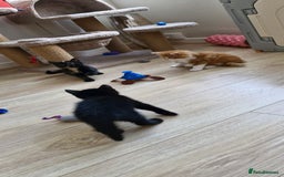Mixed Breed cats for sale: Adorable kittens  - Image 28
