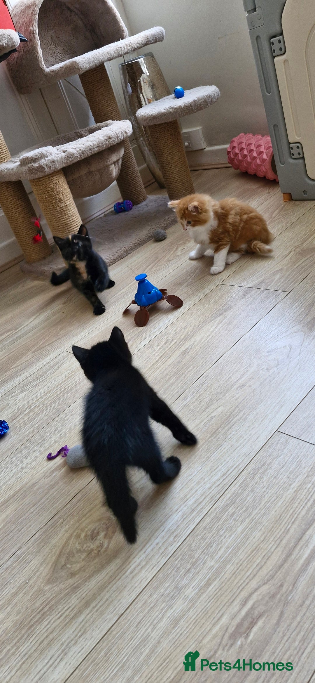 Mixed Breed cats for sale: Adorable kittens  - Image 28