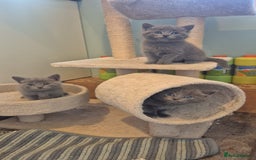 Ragdoll cats for sale: Ragdoll cross  - Image 2