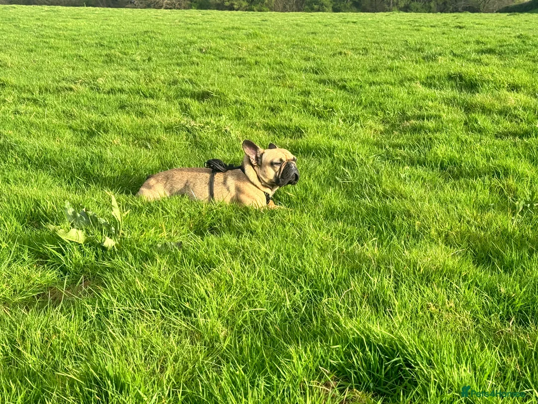 French Bulldog dogs for stud: French Bulldog Stud Available 3 Years Old Unproven - Advert 2