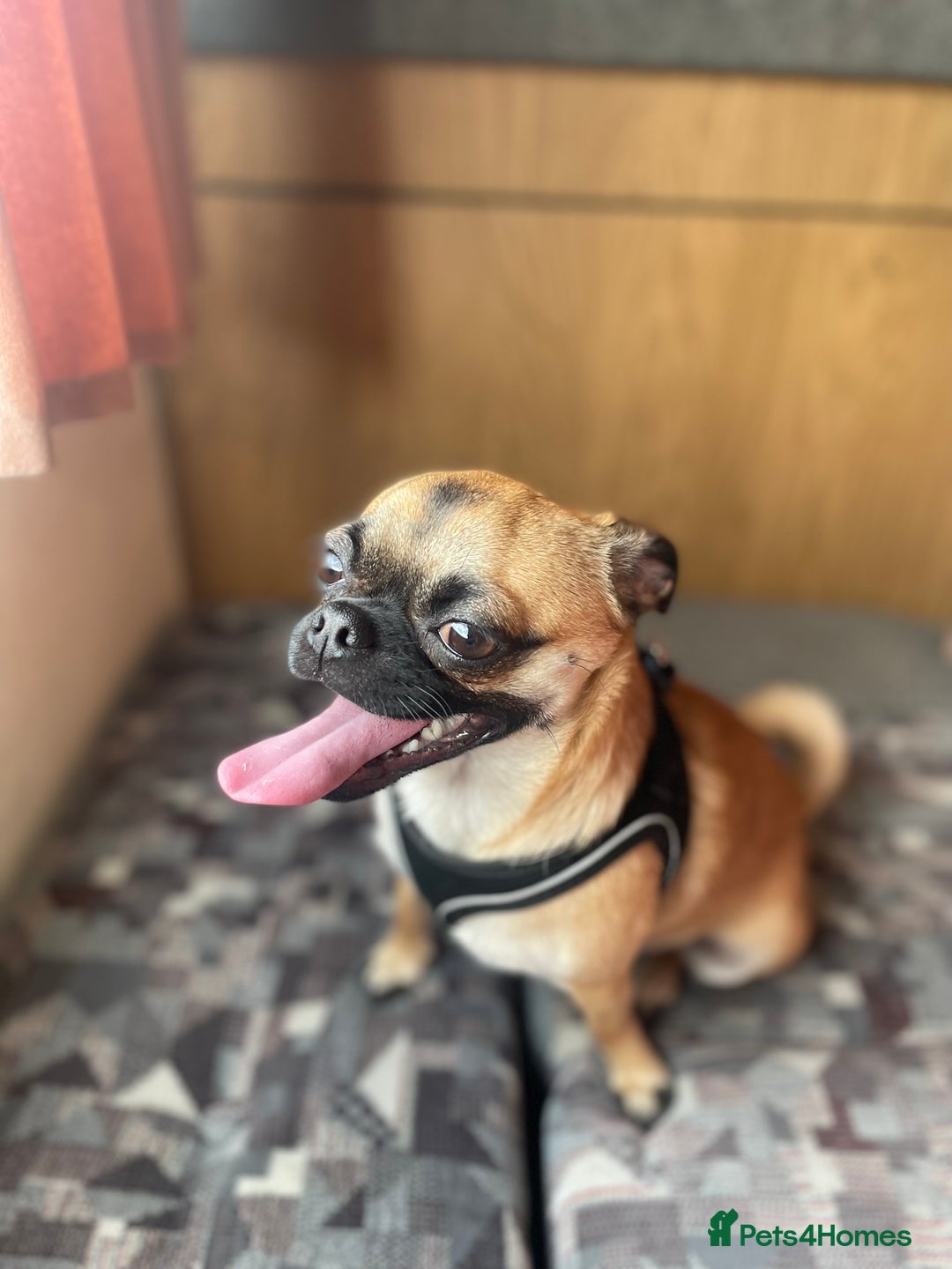 Chug dogs for sale: Winston - Chug - Advert 5