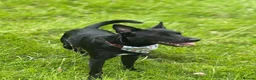 Mixed Breed dogs for sale: Beautiful collies cross  - Advert 1
