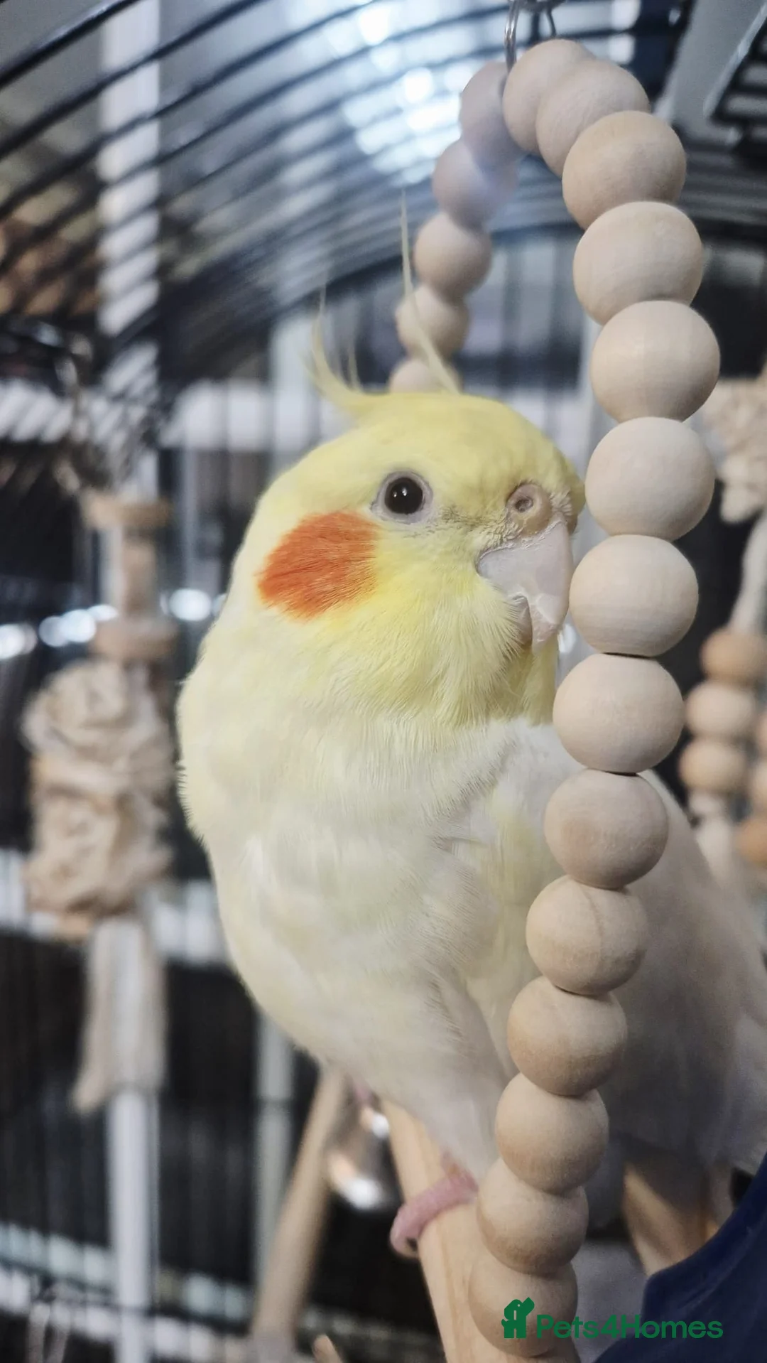 Cockatiels birds for sale: TWO HAND TAMED COCKATIELS in Stalybridge - Advert 2