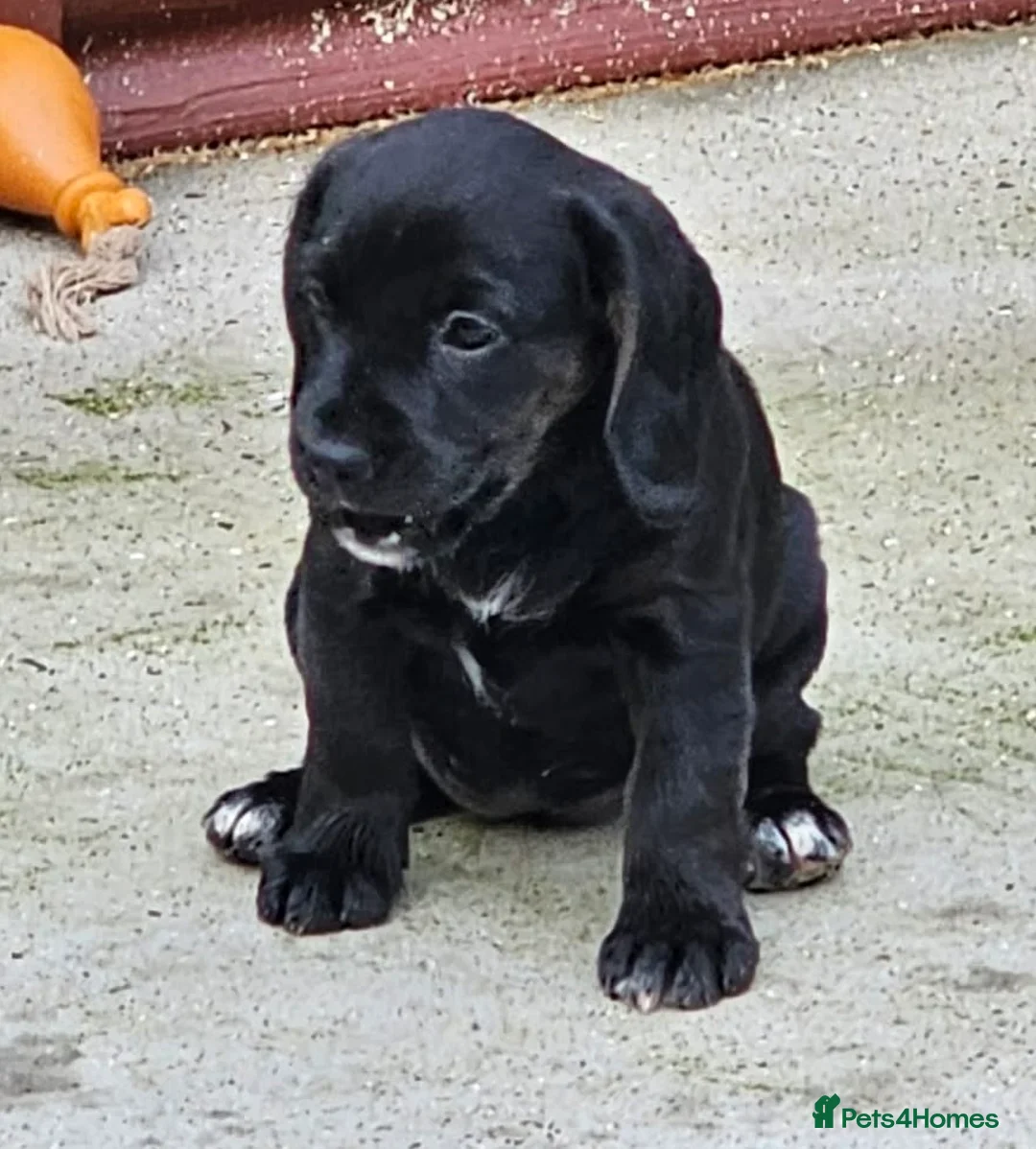 Bocker dogs for sale: Beautiful Bocker Bitch Puppies - Ready 25.02.26 - Advert 23