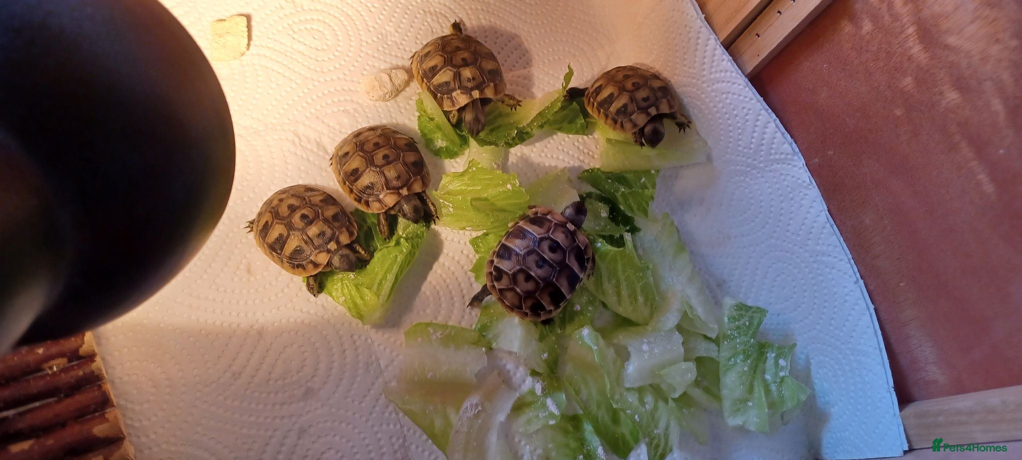 Hermann Tortoise reptiles Beautiful baby hermanns tortoises ready now  - Advert 1