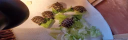Hermann Tortoise reptiles for sale: Beautiful baby hermanns tortoises ready now  - Advert 1