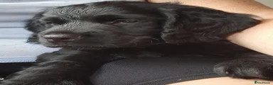 Cocker Spaniel 3