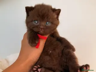 British Shorthair cats 7 British Shorthair Kittens TICA®️ – Import Lines - Advert 14