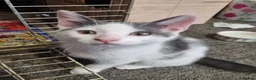 Mixed Breed cats for sale: 3 Kittens Ready to leave in Smethwick - Advert 4