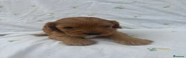 Cavapoo 4
