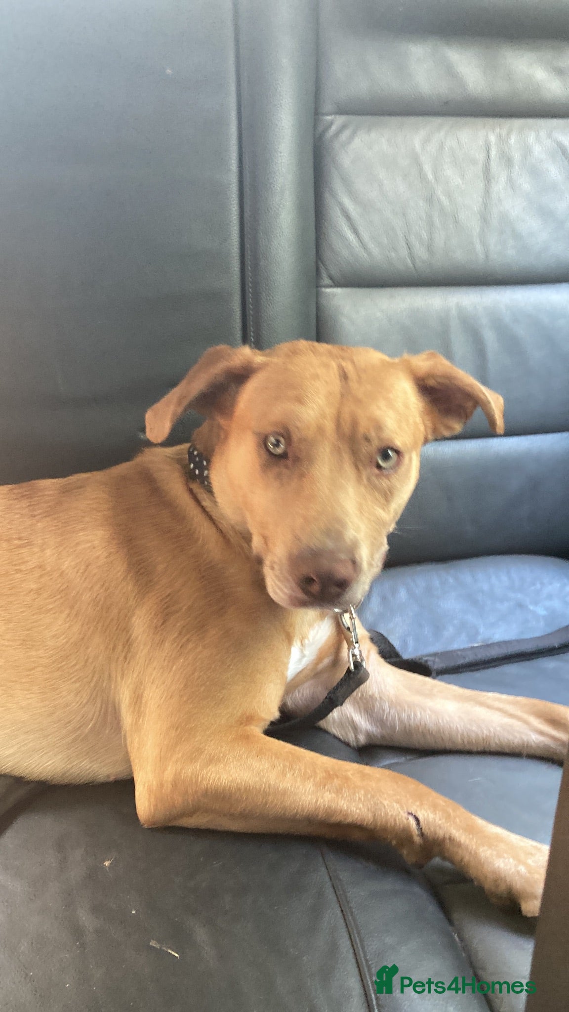 Mixed Breed dogs Staffy x Belgium malinois - Advert 1