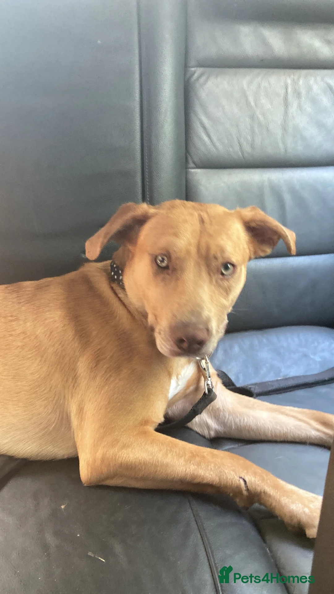 Mixed Breed dogs for sale: Staffy x Belgium malinois in Newent - Advert 1