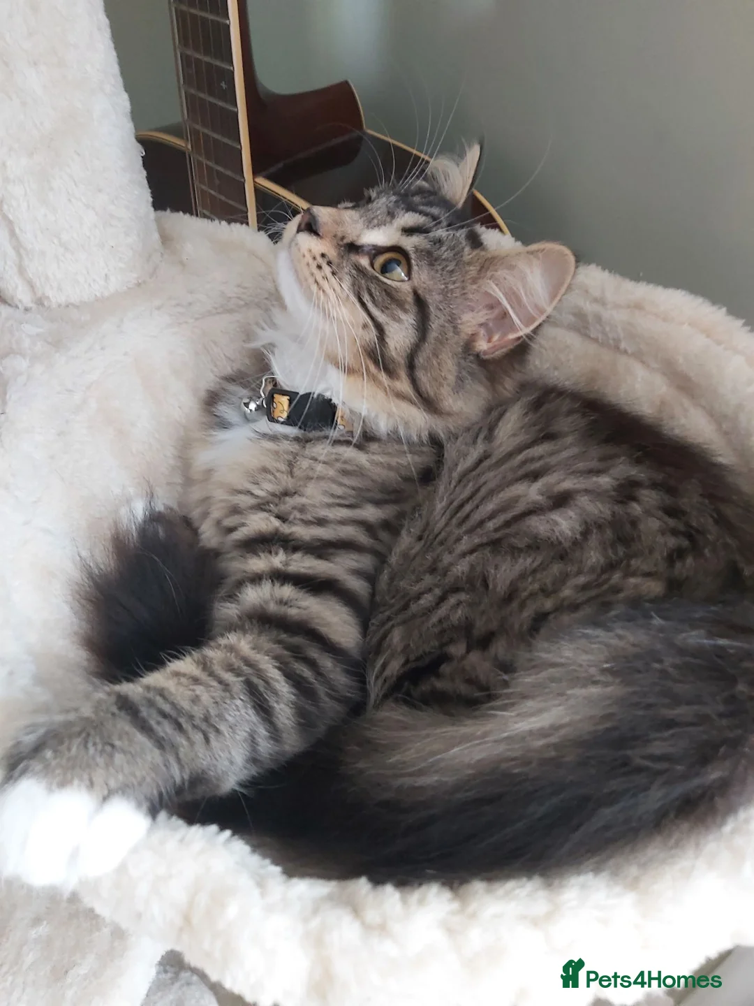 Mixed Breed cats for sale: Gorgeous maine coon cross - Advert 3