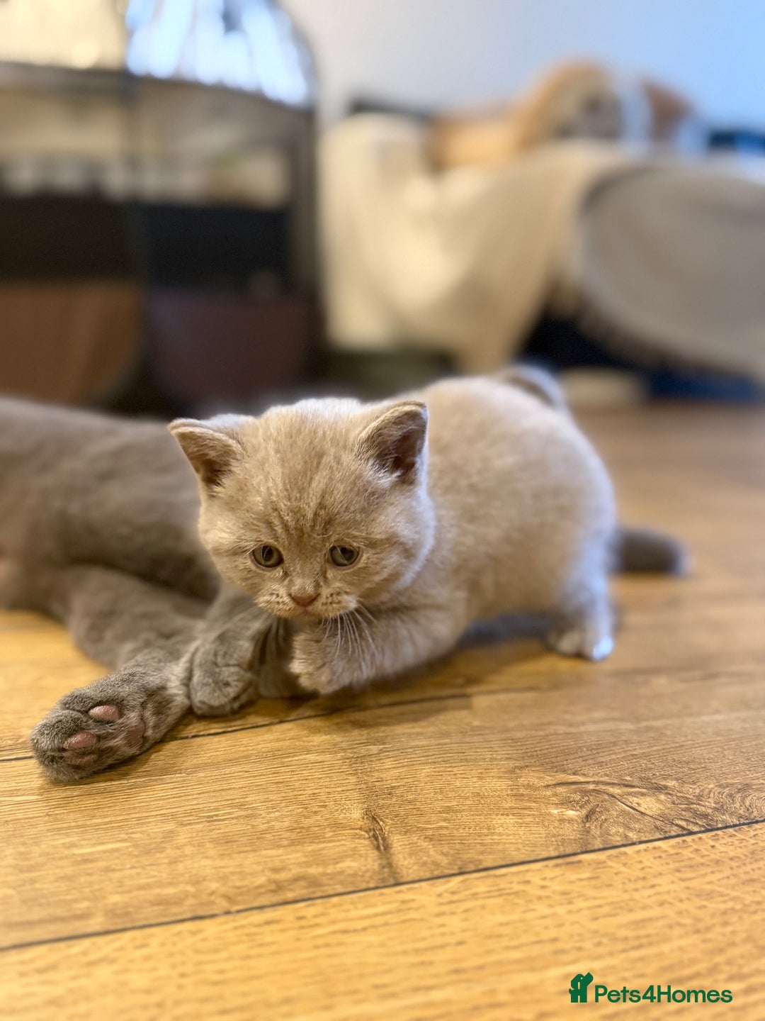 British Shorthair cats for sale: 4 beautiful British shorthair kittens - Advert 3