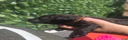 Jackapoo dogs for sale: Jackapoo's  - Advert 28