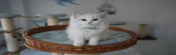 Ragdoll cats for sale: TICA registered kitten  - Advert 11