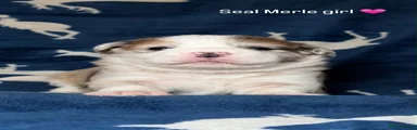 SEAL MERLE GIRL 