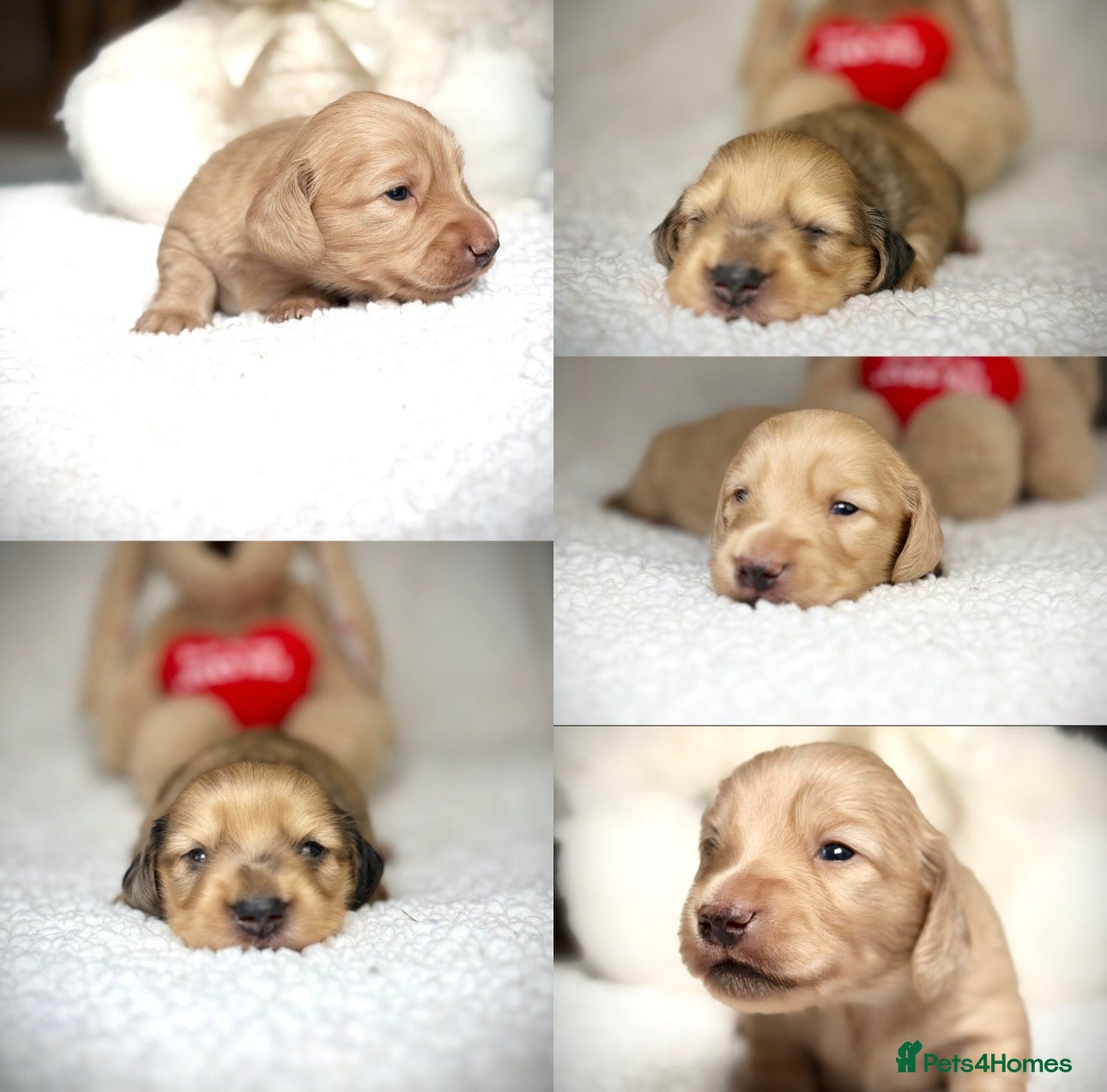 Miniature Dachshund dogs 𝕃𝕠𝕟𝕘 𝕙𝕒𝕚𝕣𝕖𝕕 𝕔𝕣𝕖𝕒𝕞 𝕡𝕦𝕡𝕡𝕚𝕖𝕤🤍 - Advert 2