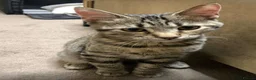 Mixed Breed cats for sale: Tabby Beautiful pattern  - Advert 1