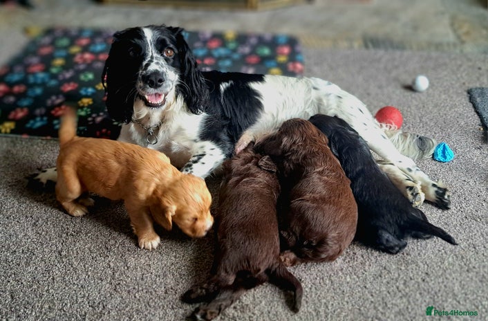 Mixed Breed dogs - Advert 7