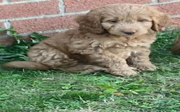 Cockapoo dogs for sale: Cockapoo puppies  - Image 10
