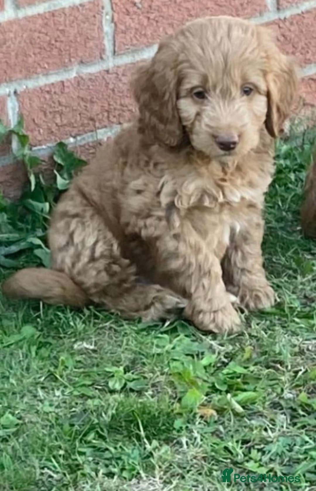Cockapoo dogs for sale: Cockapoo puppies  - Image 10