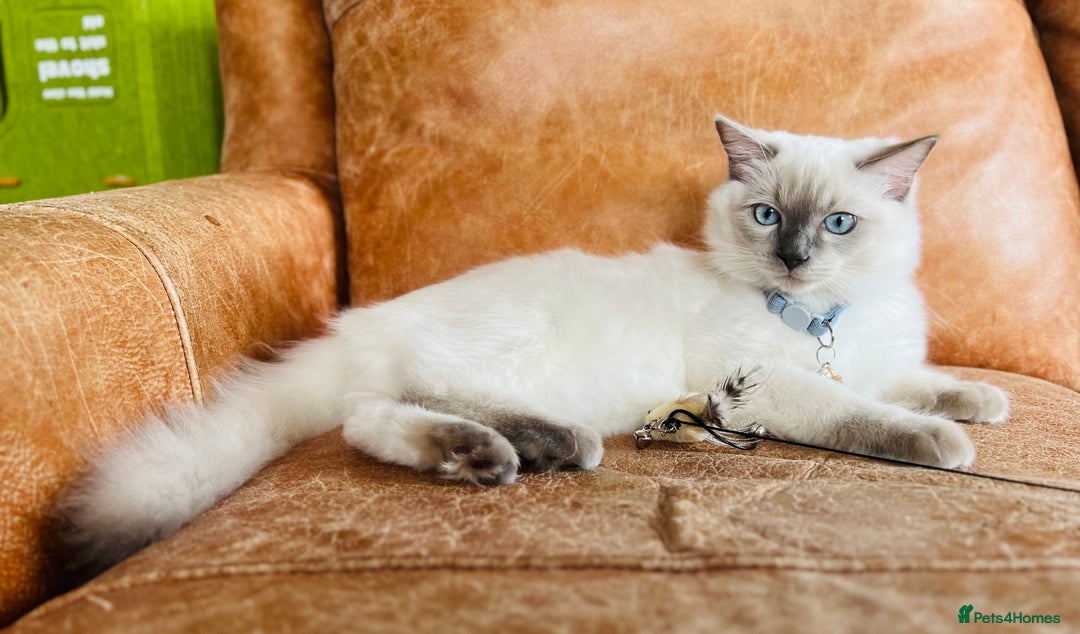 Ragdoll cats for sale: SILKY ADORABLE RAGDOLL KITTEN CHAMPIONLINE - Image 6