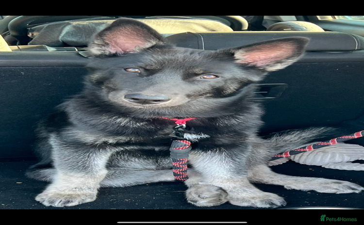 Shepsky dogs - Advert 2