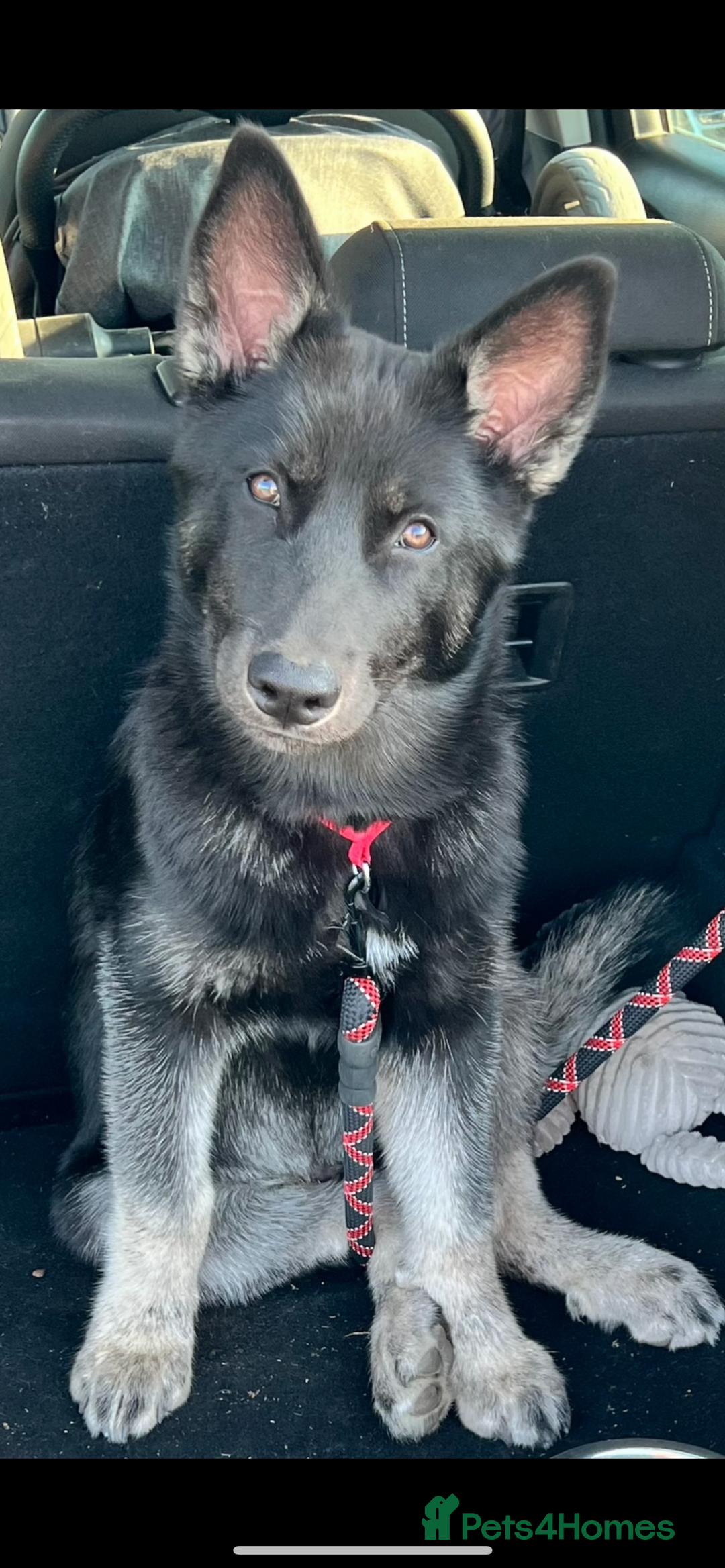 Shepsky dogs for sale: Male Shepsky For Sale - Image 1