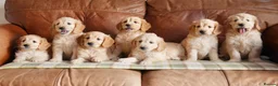 Mini Goldendoodle dogs for sale: Stunning F1 Health Tested Miniature Goldendoodles - Advert 3