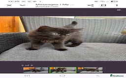 Maine Coon cats for sale: Maine coon xxx - Image 8