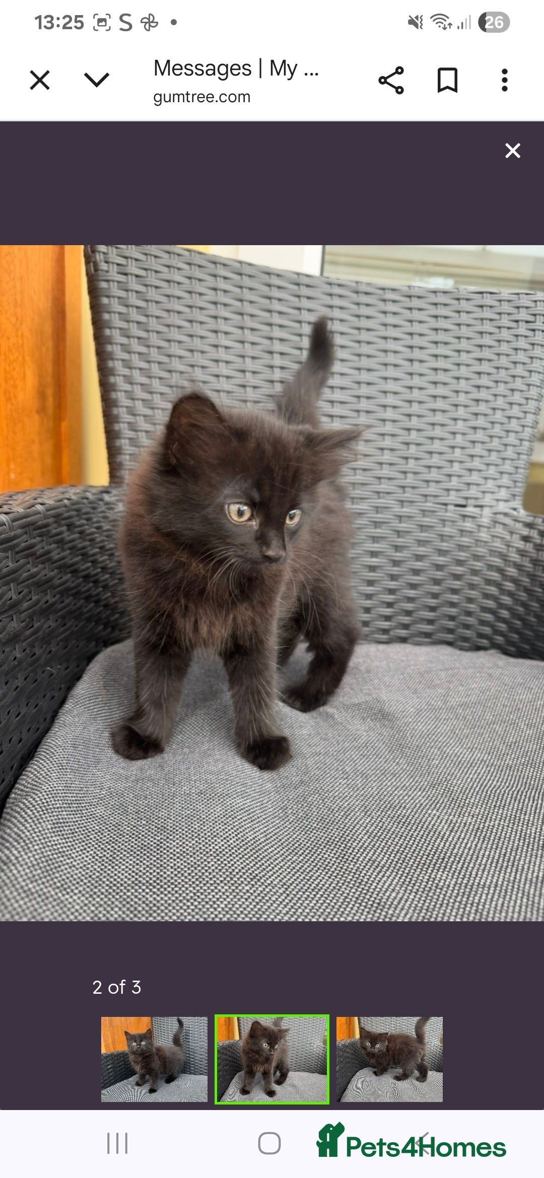 Maine Coon cats for sale: Maine coon xxx - Image 8