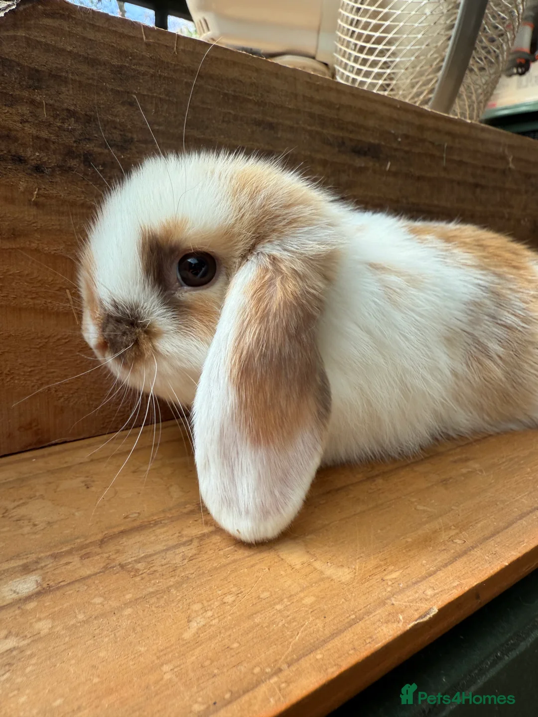 Mini Lop rabbits for sale: BEAUTIFUL MINI LOP BUNNIES - PEDIGREE  - Advert 28