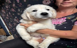 Golden Retriever dogs for sale: Stunning Pale Cream Fluffy Golden Retrievers - Image 1