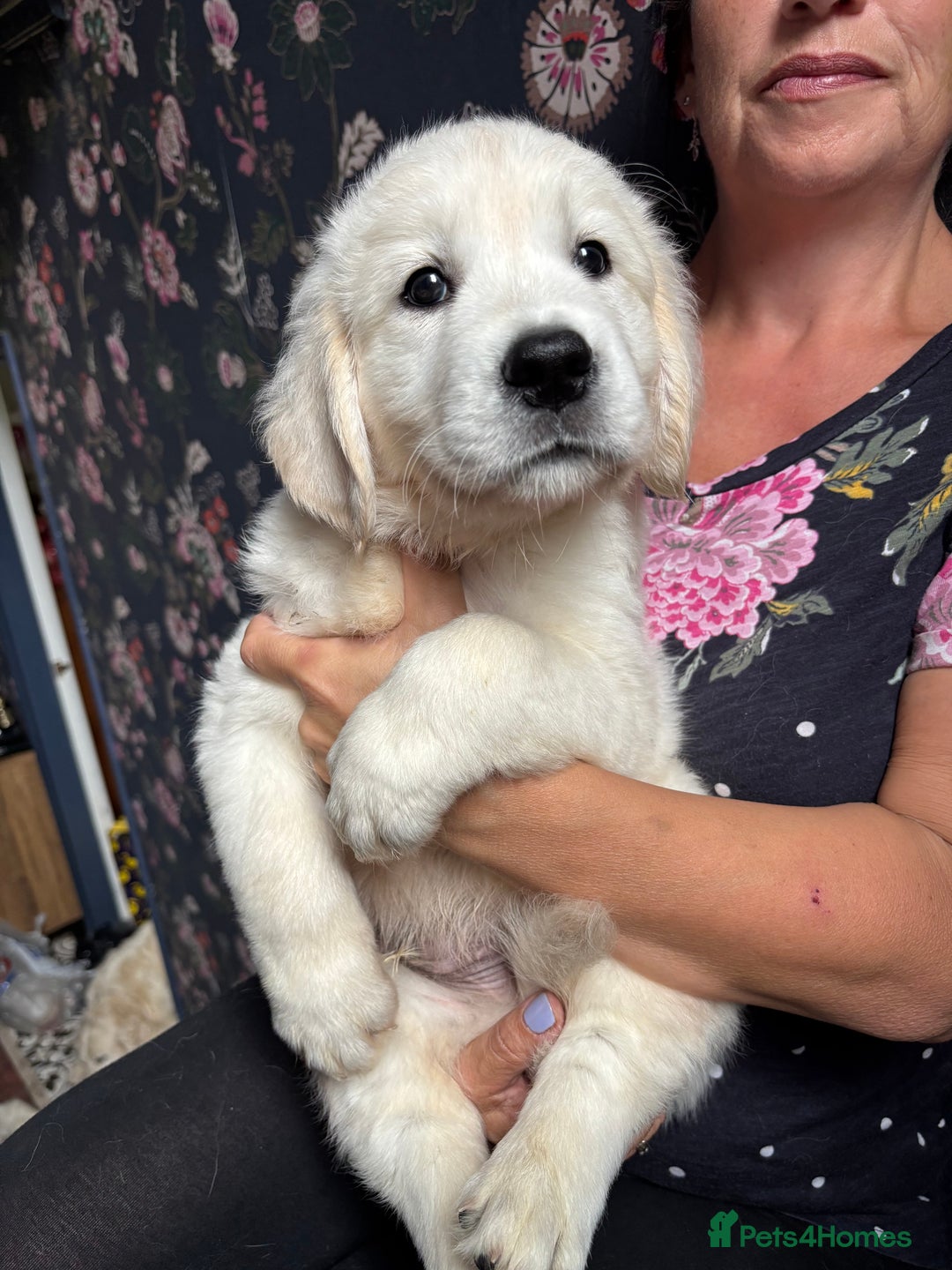 Golden Retriever dogs for sale: Stunning Pale Cream Fluffy Golden Retrievers - Image 1