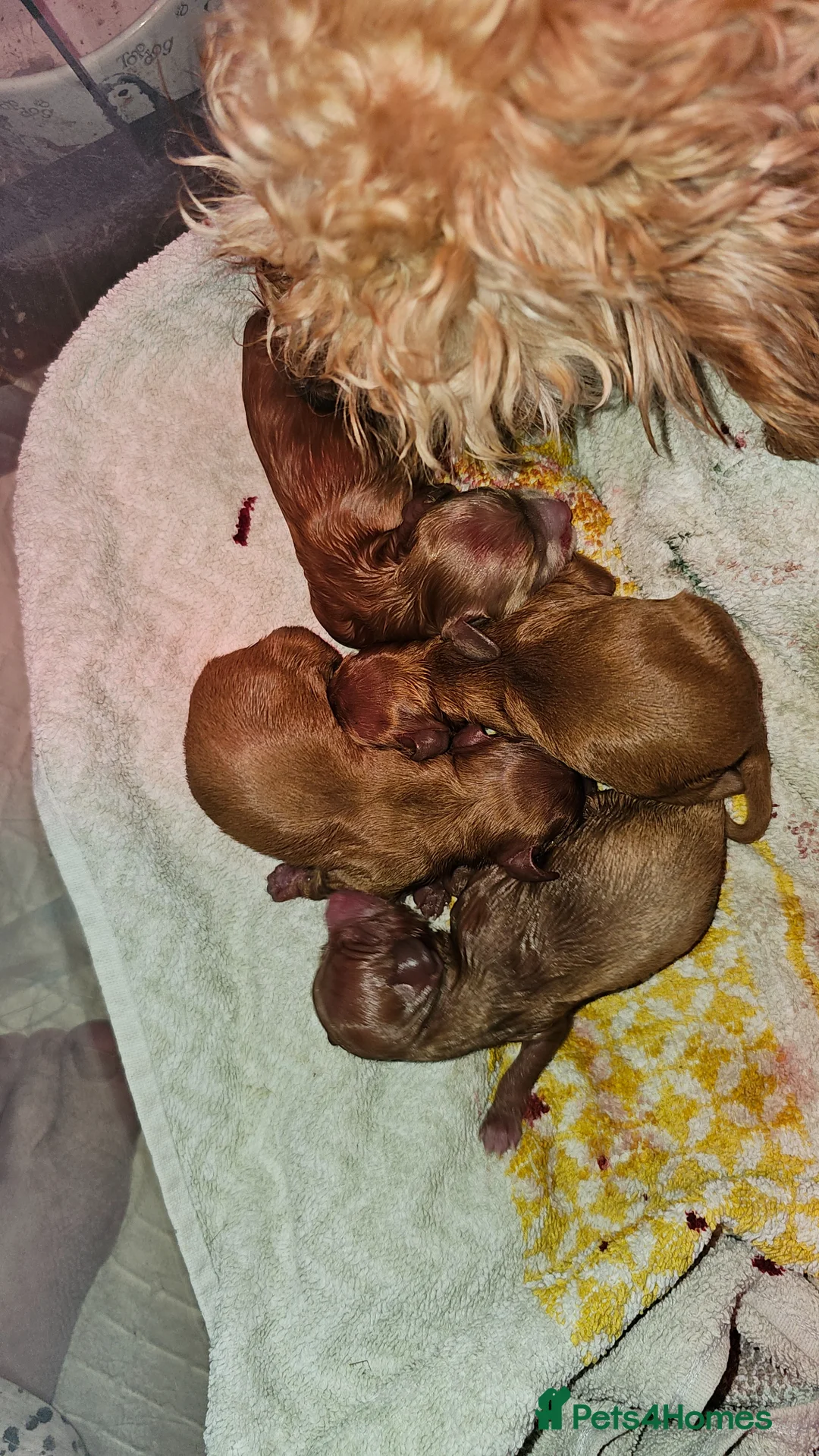 Toy Poodle dogs for stud: Stunning kc health tested toy poodle for stud - Advert 1