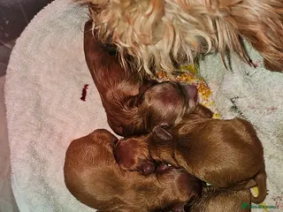 Toy Poodle dogs Stunning kc health tested toy poodle for stud - Advert 3