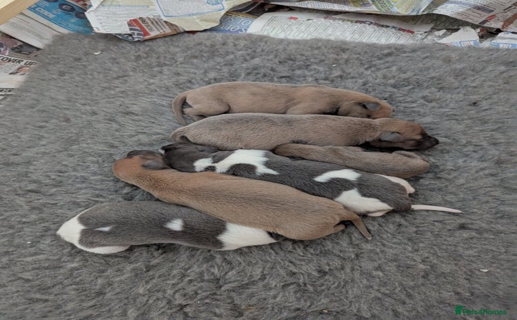 Whippet dogs - Advert 1