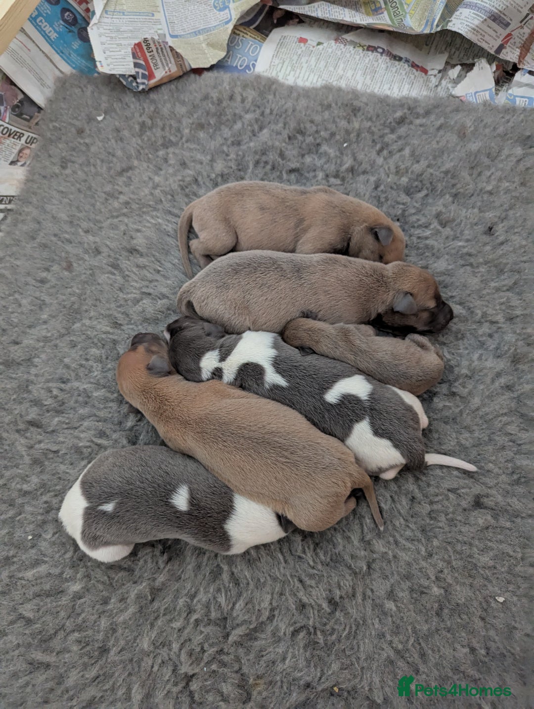 Whippet dogs for sale: Whippet Puppies for sale - Image 1