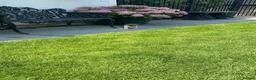 Jack Russell dogs for sale: Jack Russell Puppies  - Advert 5