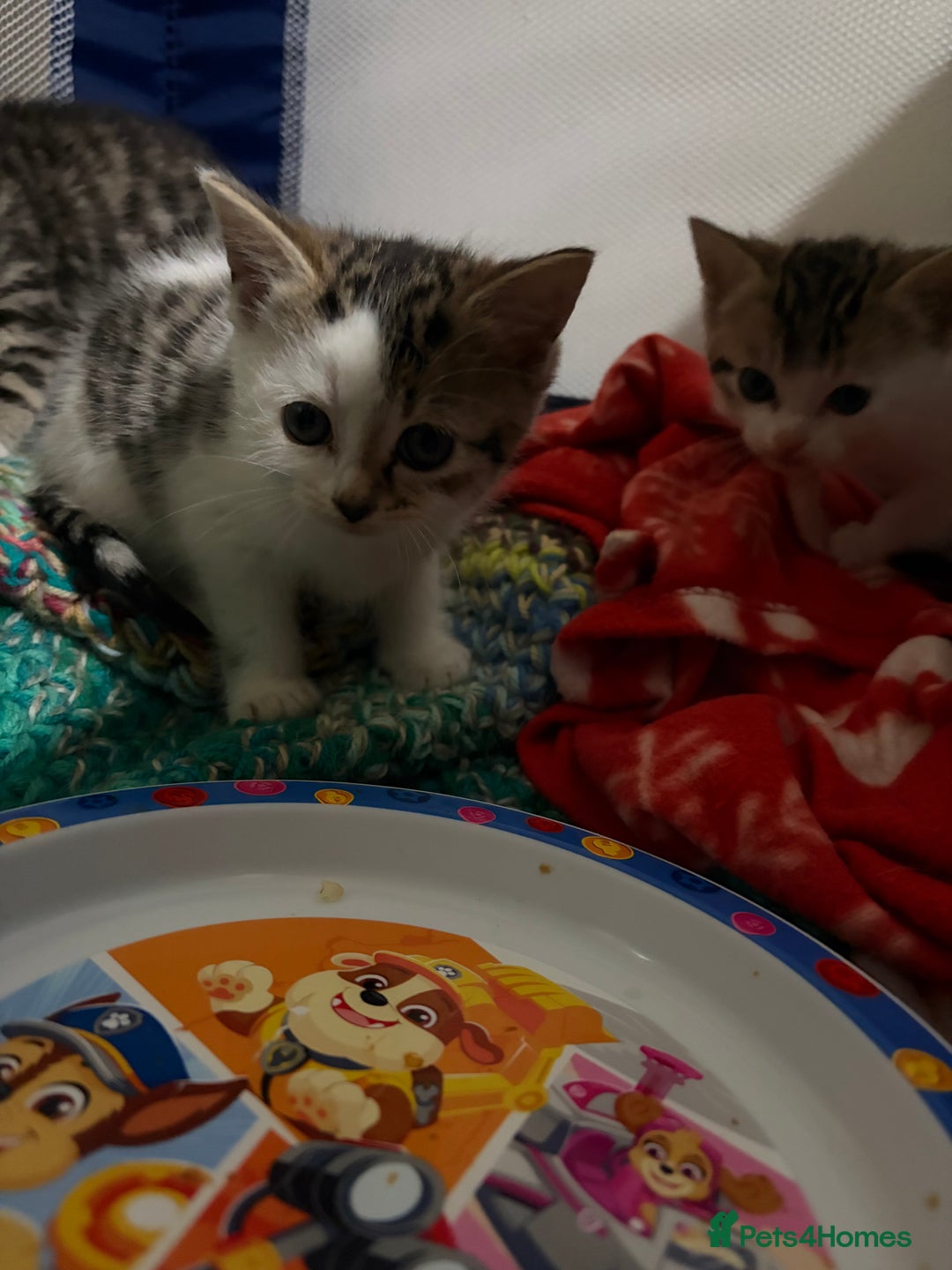 Mixed Breed cats for sale: 5 kittens needing loving home  - Advert 7