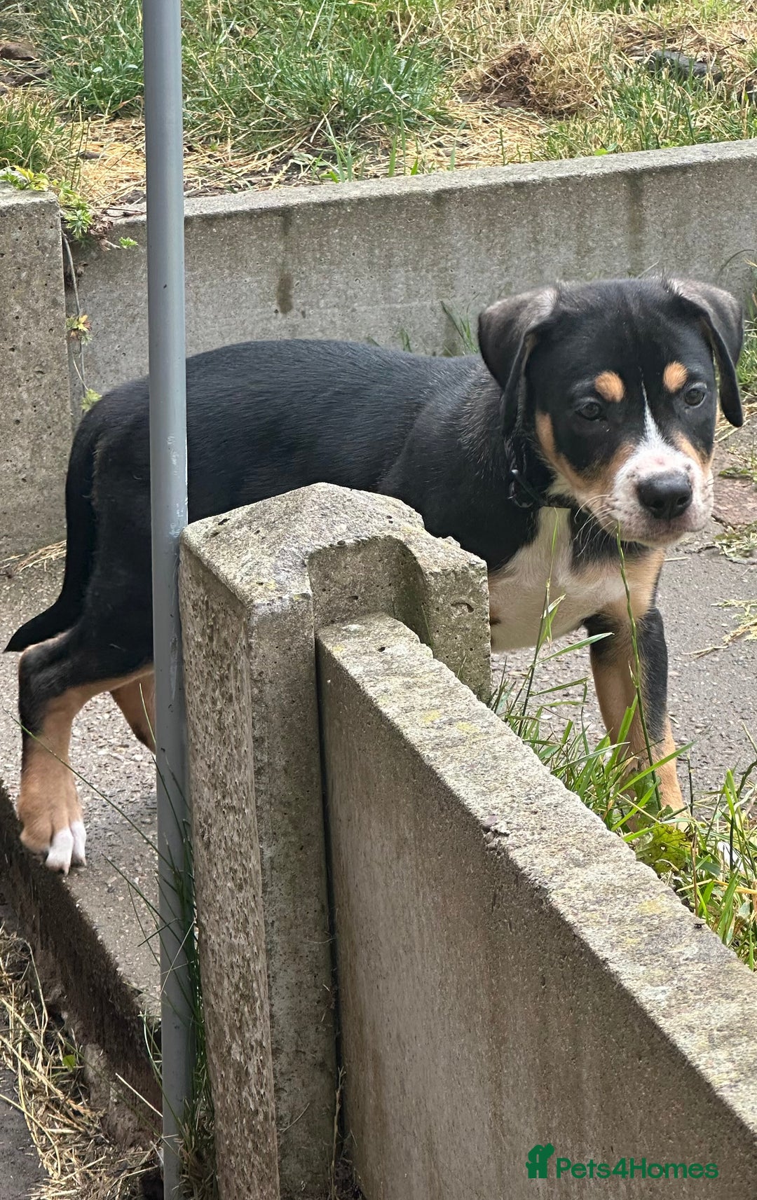 Mixed Breed dogs for sale: Heinz Pups for Sale  - Image 4
