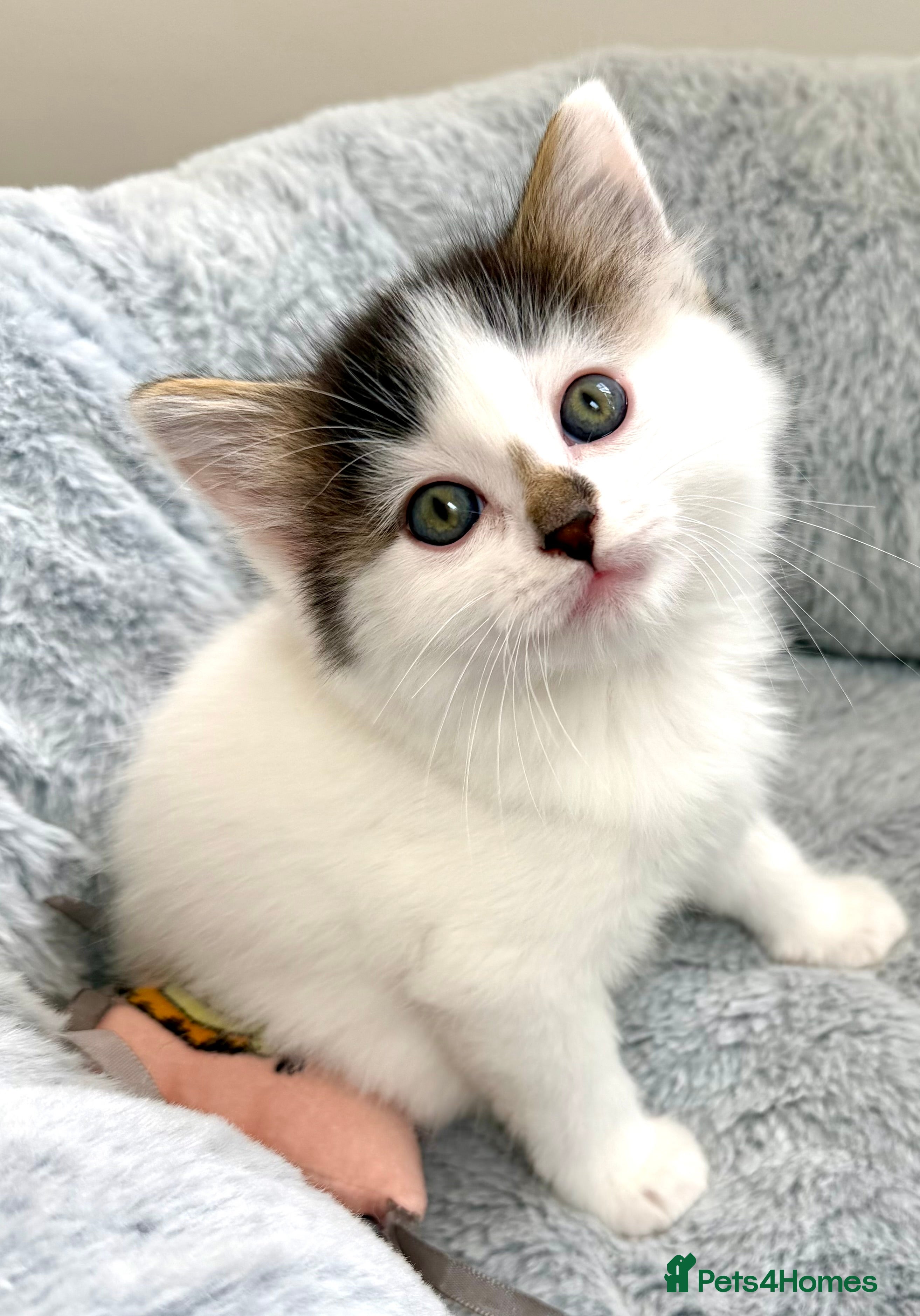 Mixed Breed cats Gorgeous, lovely Tabby kittens looking for home💕 - Advert 2