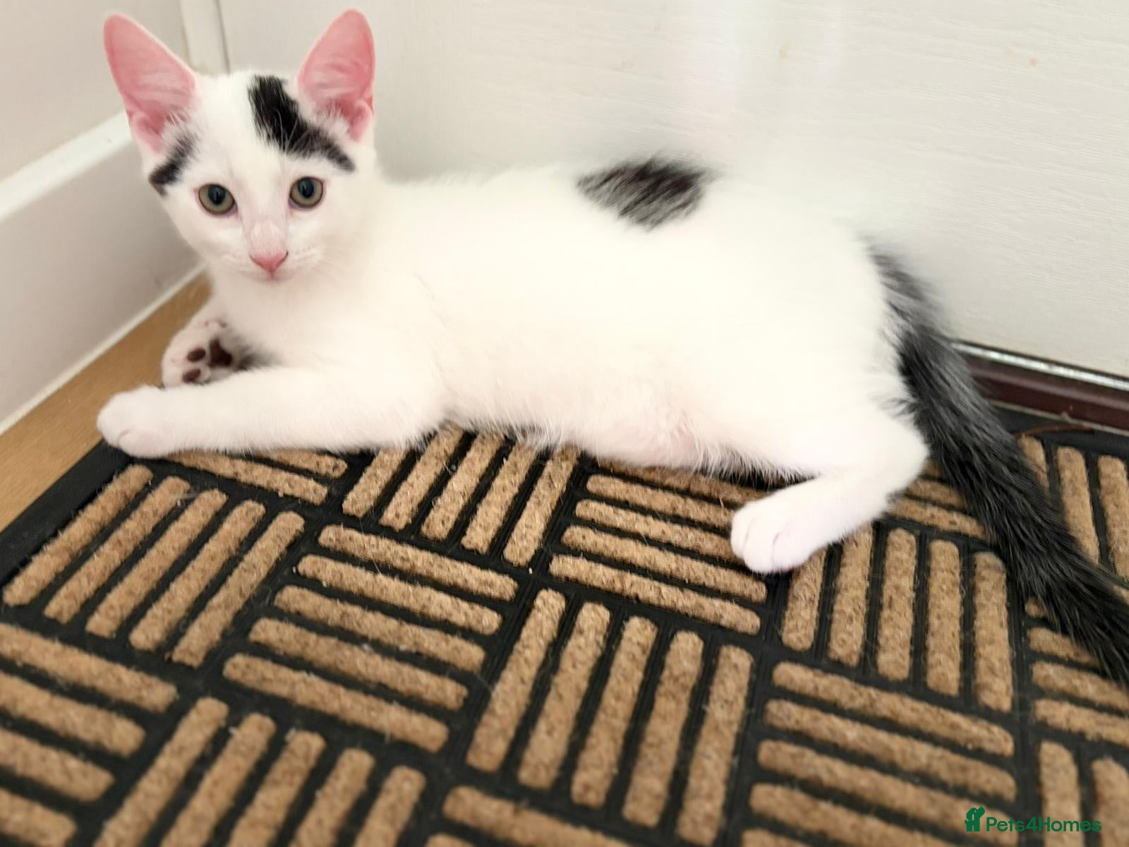 Mixed Breed cats 2 Gorgeous Fluffy Kittens (1 male 1 female) - Advert 1