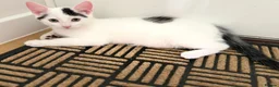 Mixed Breed cats for sale: 2 Gorgeous Fluffy Kittens (1 male 1 female) in Hook - Advert 1