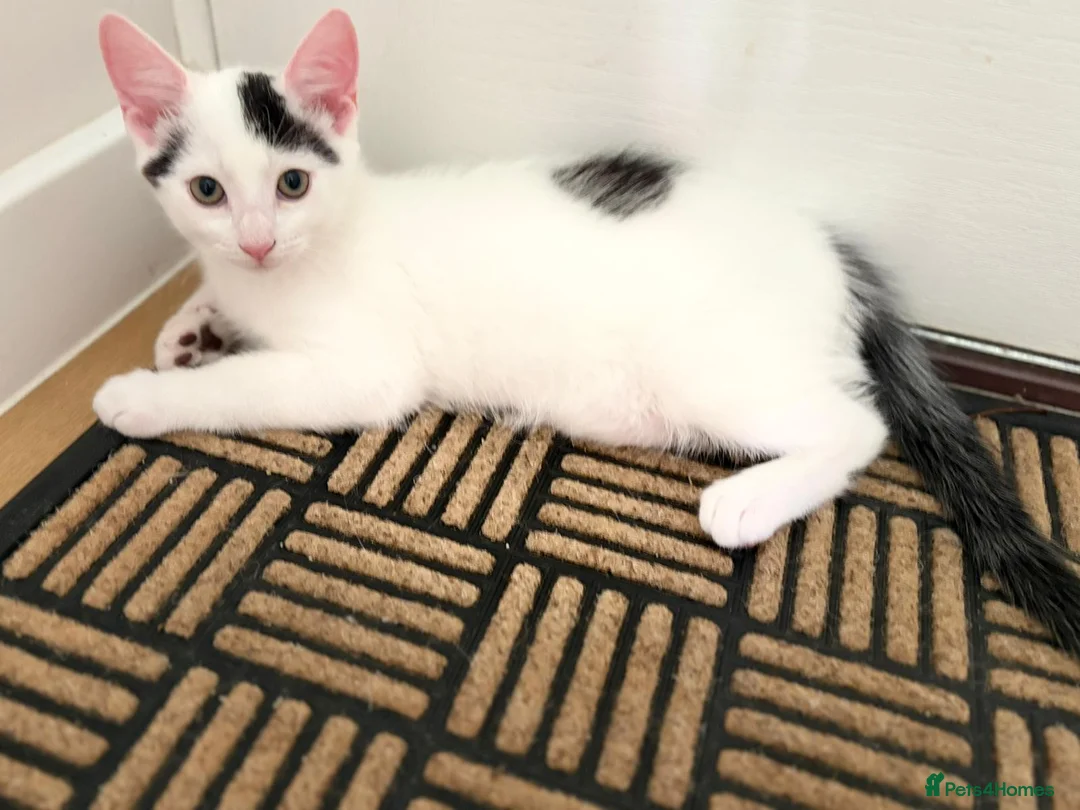 Mixed Breed cats for sale: 2 Gorgeous Fluffy Kittens (1 male 1 female) in Hook - Advert 1