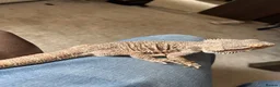 Bearded Dragon reptiles for sale: Bearded dragon to be rehomed  in Glasgow - Advert 2