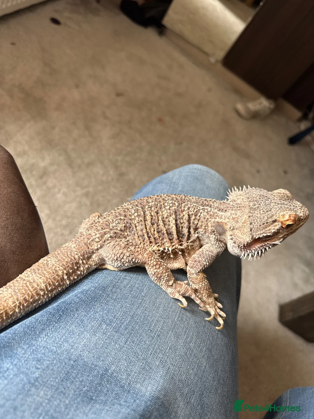 Bearded Dragon reptiles for sale: Bearded dragon to be rehomed  in Glasgow - Advert 2
