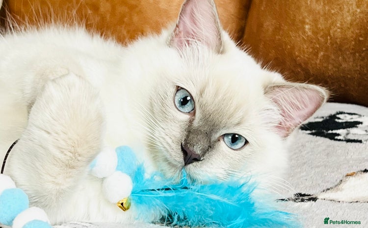 Ragdoll cats in London - Advert 1